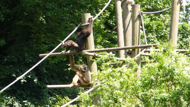 Lille Zoo Lille Tourisme 13