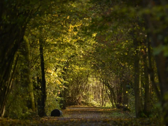 Chemin du lac du Héron à Villeneuve d'Ascq